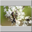 Ptychoptera contaminata - Schnake 01 - OS-Hellern-Wiese.jpg